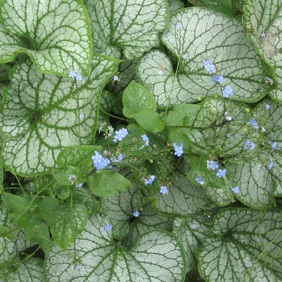 6 x buglosse de sibérie 'jack frost' - brunnera macrophylla 'jack frost' - godet 9cm x 9cm