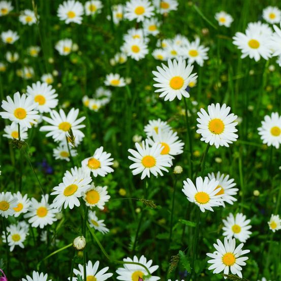 Marguerite 'reine de mai' godet de 8/9 cm