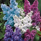 Collection de 4 lilas doubles : bleu, rouge, lilas, blanc, les 4 pots / 3l