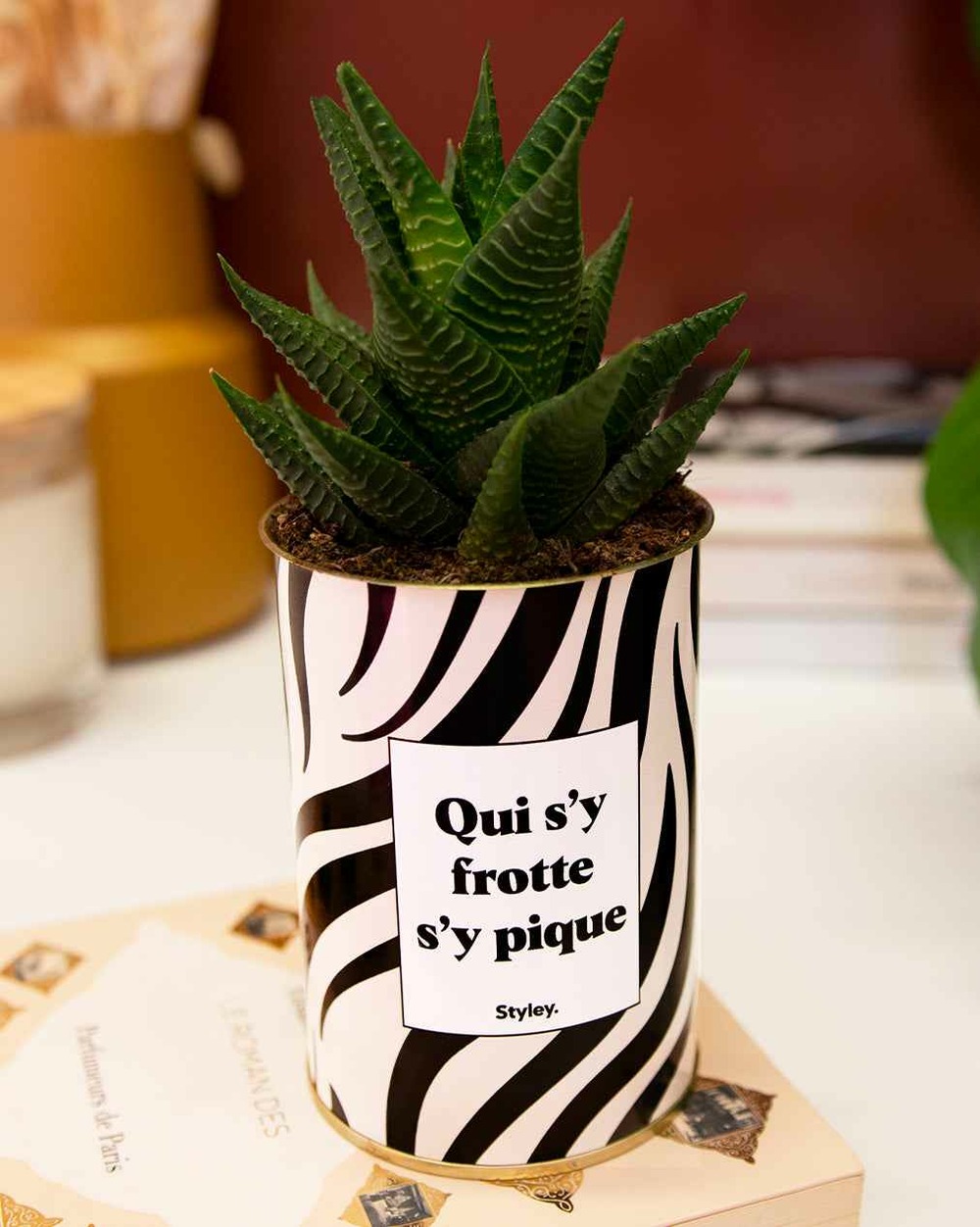 Plante personnalisée - qui s'y frotte s'y pique - cactus