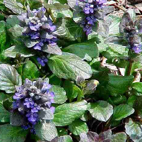 6 x bugle rampant 'catlin's giant' - ajuga reptans 'catlin's giant' - godet 9cm x 9cm