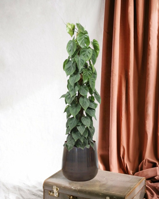 Philodendron scandens sur tuteur 150cm - plante d'intérieur