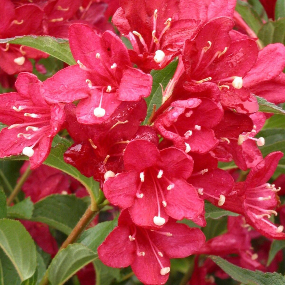 Weigela red prince, weigelia pot de 7,5l - 60/80 cm
