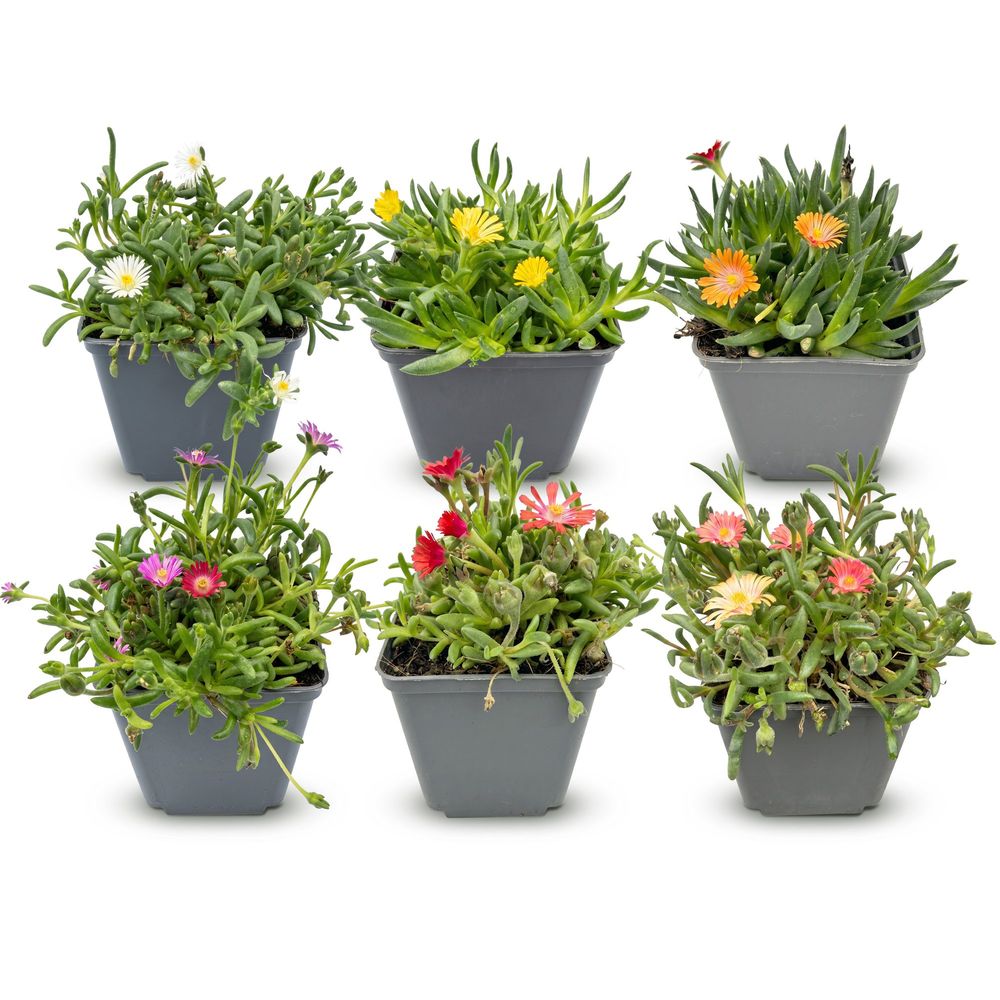 Pourpier vivace - lot de 6 - pot 7 cm - hauteur 10-12 cm