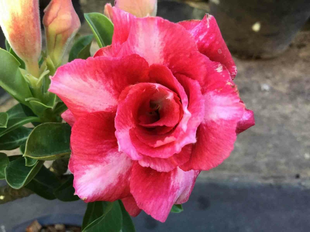 Adenium obesum cv dang bailay caudex d'environ 300g 20/25cm