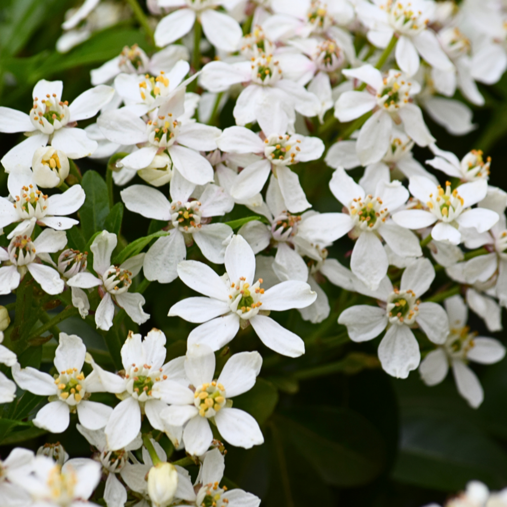 Oranger du mexique - choisya ternata 50cm