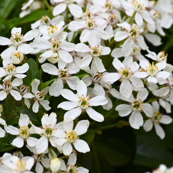 Oranger du mexique - choisya ternata 50cm