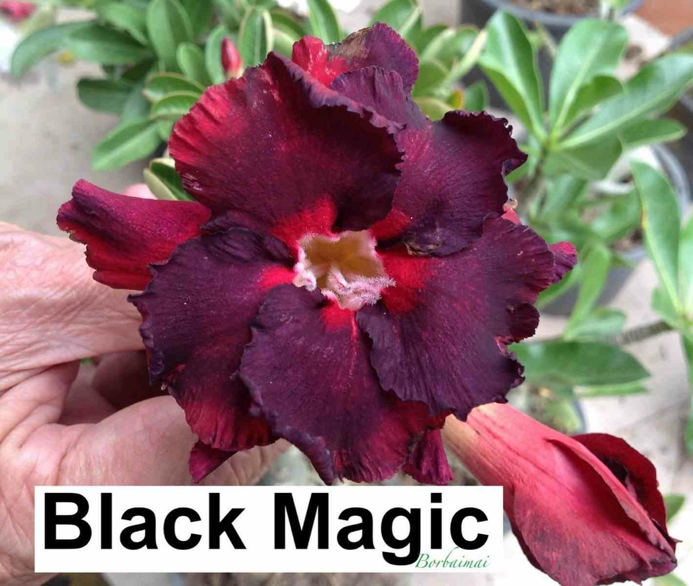 Adenium obesum cv. Magie noire couleur floraison:noir - caudex d'environ 150g