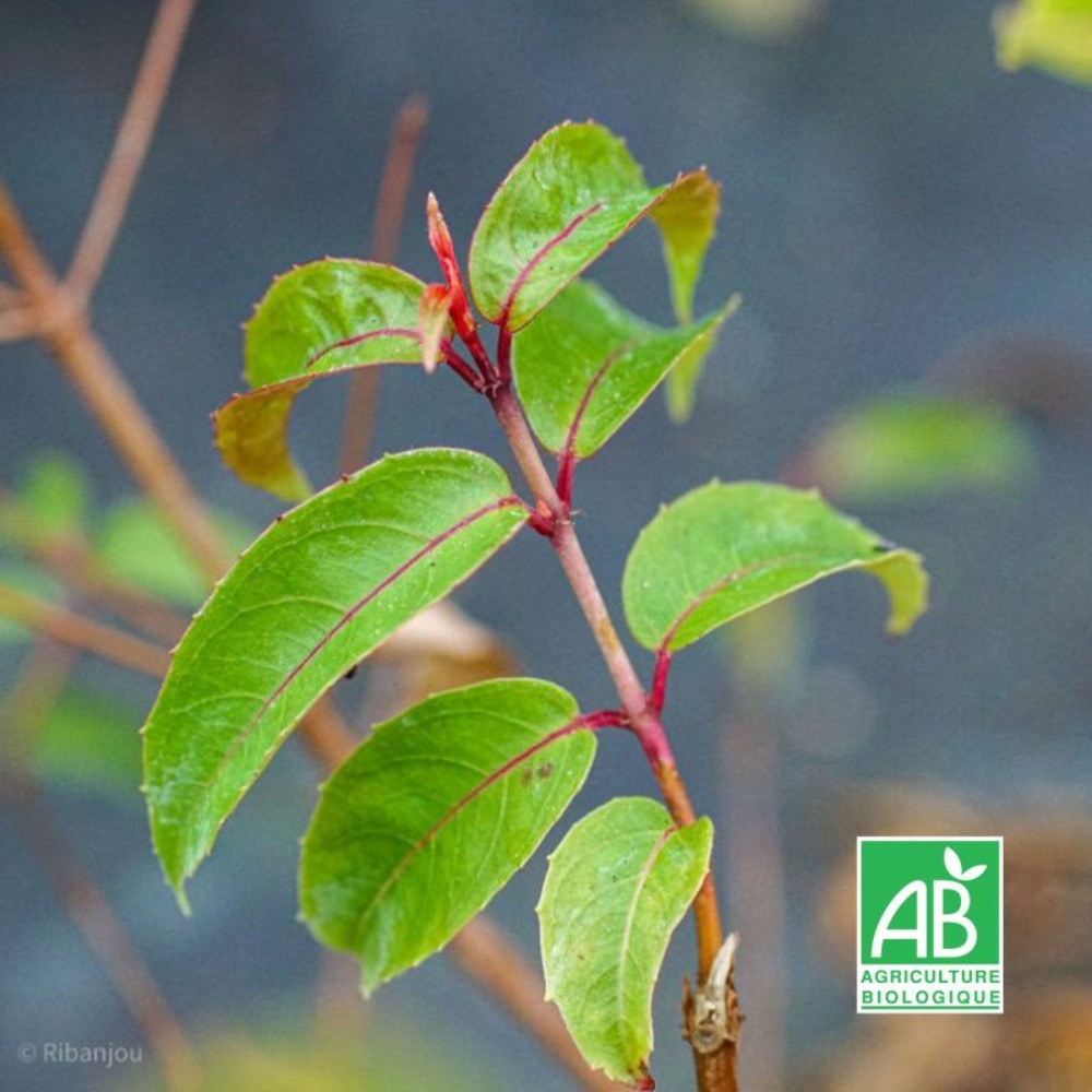 Fuchsia 'regal' bio (fuchsia x regia 'regal')
