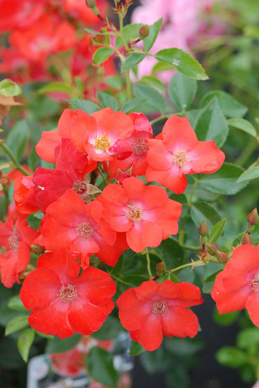 Rosier décorosiers ? 'isalia ?' - en pot de 5 litres
