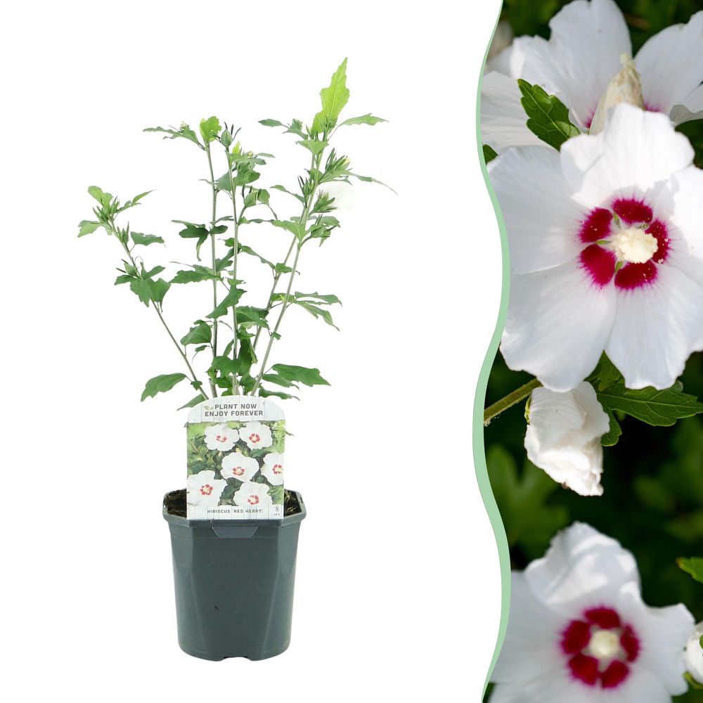 Hibiscus 'red heart' - pot 17 cm - hauteur 45 cm