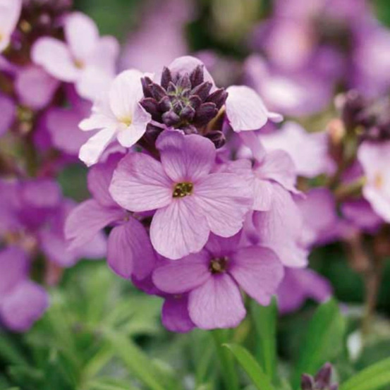 Giroflée vivace poem lavender lot de 9 godets