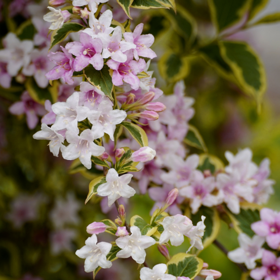 Weigela marjorie - weigela marjorie 40/60 cm pot 3l