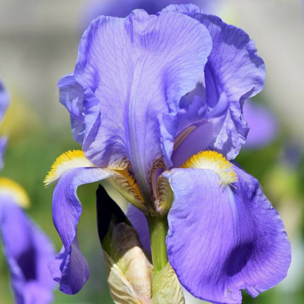 Iris des jardins crystal blue godet - 5/20 cm