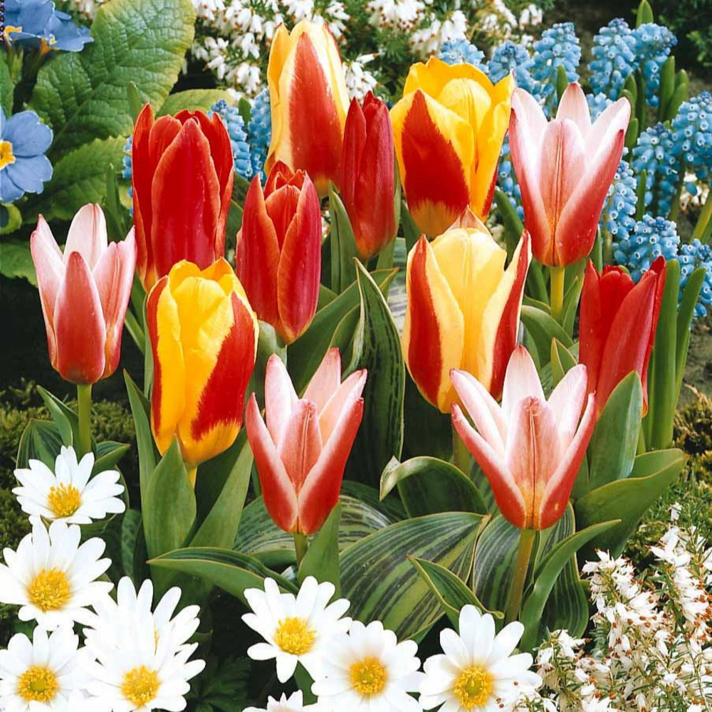 Collection 3 mois de 60 tulipes - le sachet de 60 bulbes