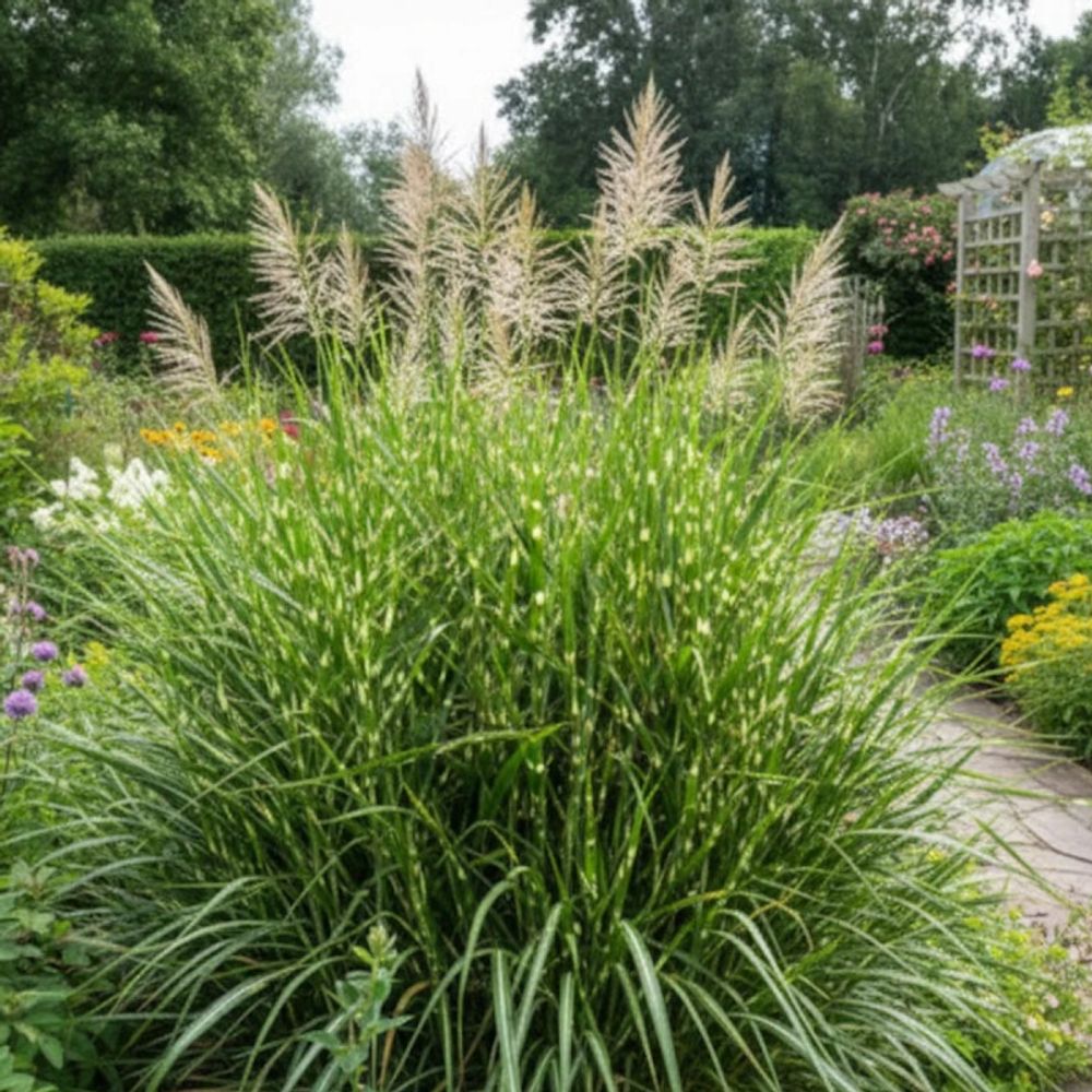 Miscanthus, roseau de chine strictus lot de 5 godets