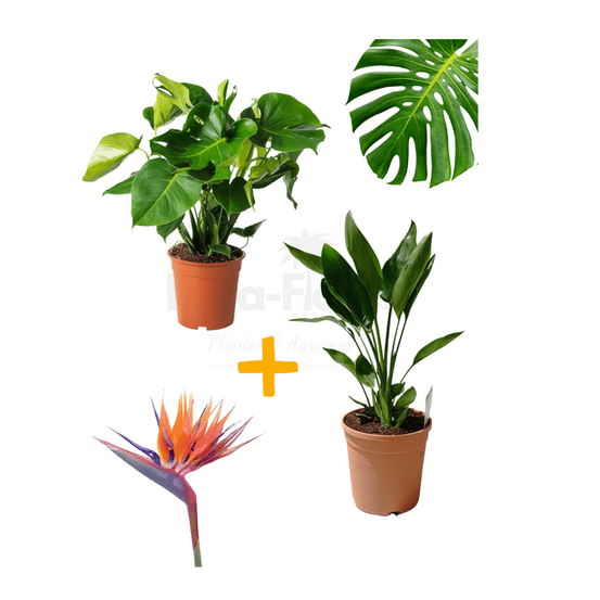 Duo tropic - monstera deliciosa+strelitzia reginae oiseau du paradis 40-70cm