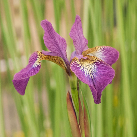 Iris de sibérie 'illini charm' godet de 8/9 cm