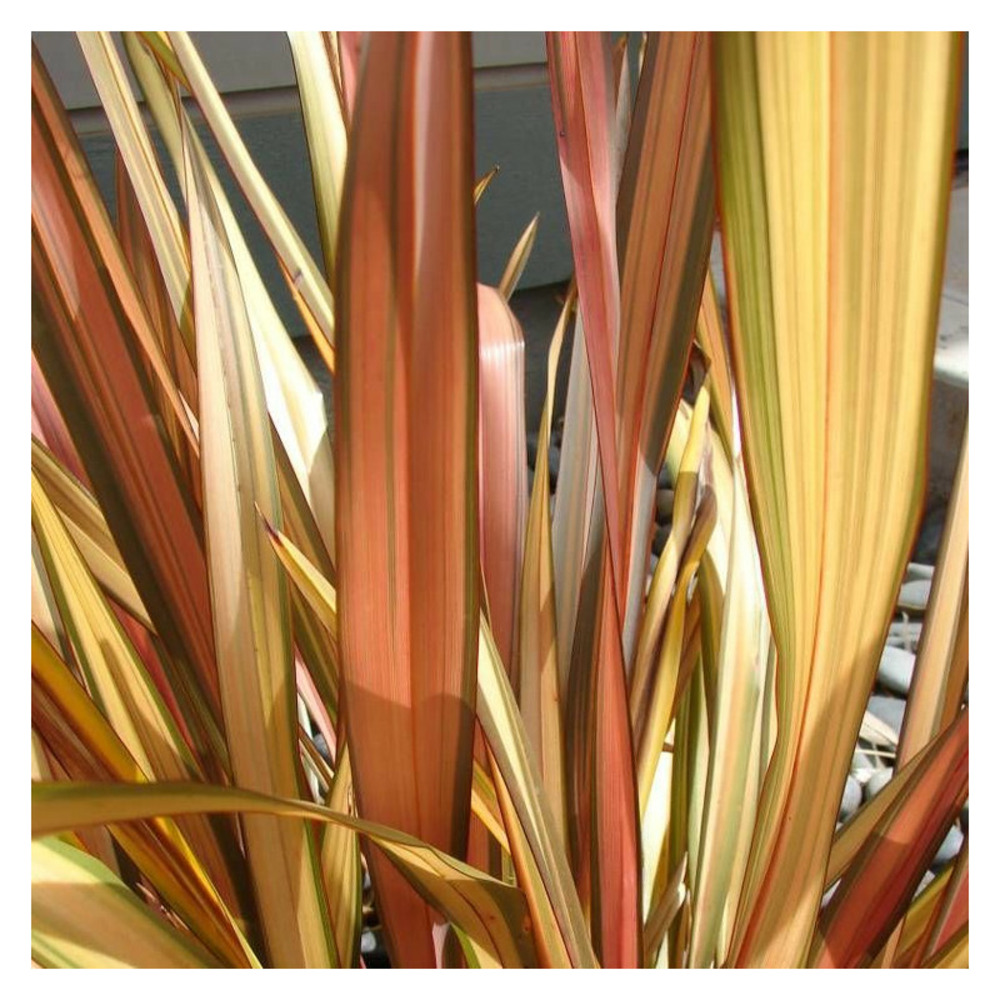 Lin de nouvelle-zélande apricot queen pot de 4l - 40/60 cm