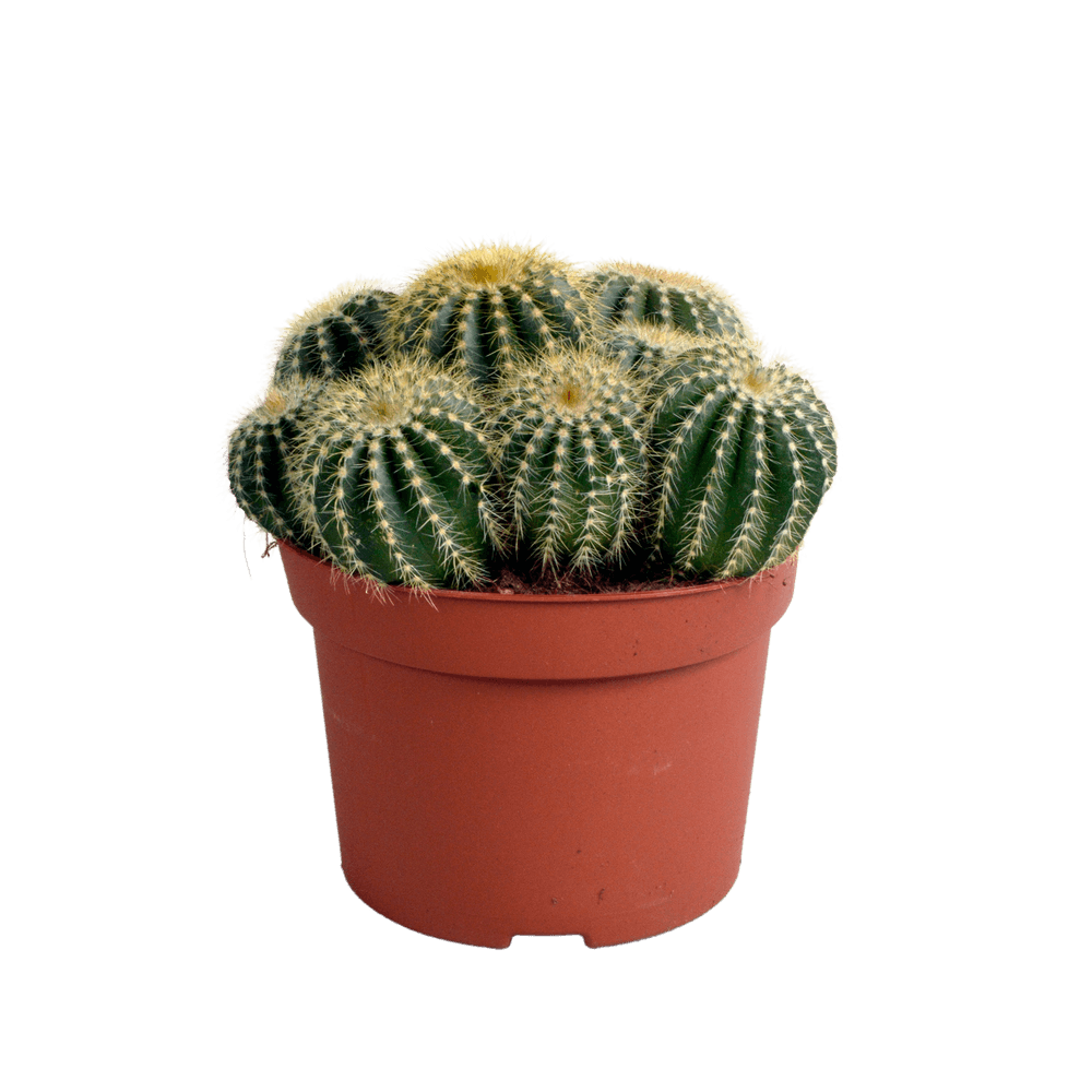 Parodia warasii - cactus d'intérieur