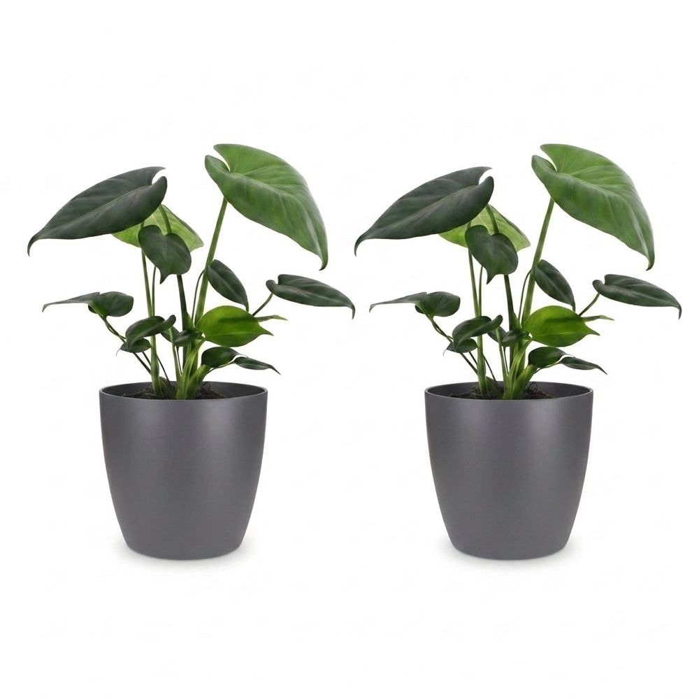 Monstera deliciosa - pot de 12cm