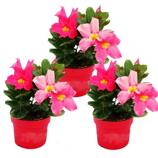 Dipladenia - jasmin du chili - pot 9cm - set de 3 plantes - rose