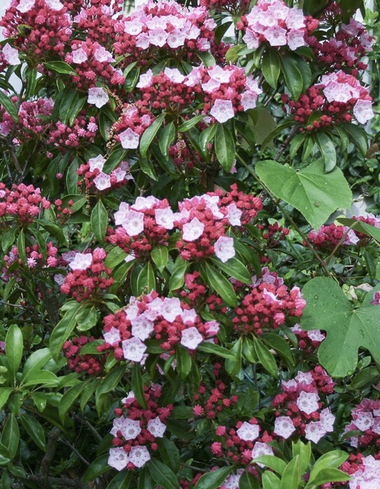 Laurier américain 'olympic fire' pot de 3l/4l