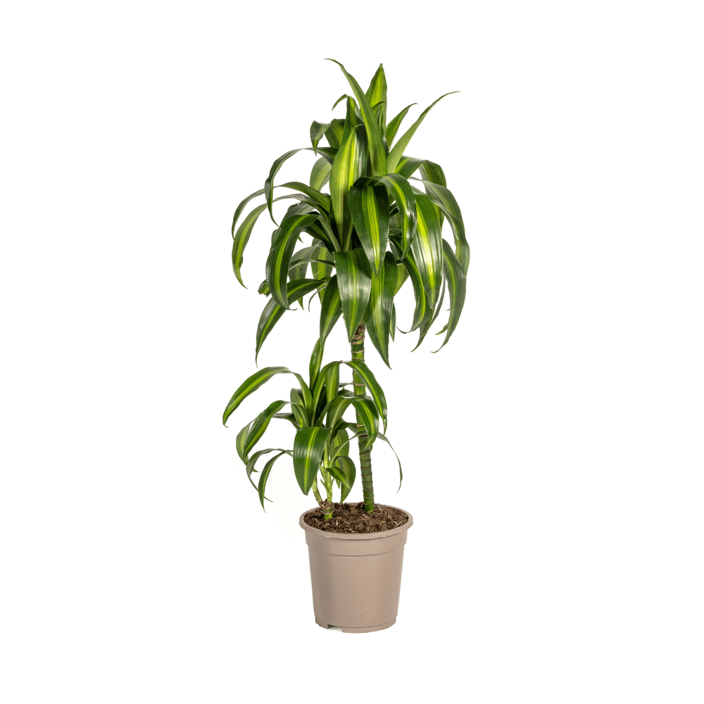 Dracaena deremensis hawaiian sunshine ø19cm - ↕70 - 90cm - plantes d'intérieur