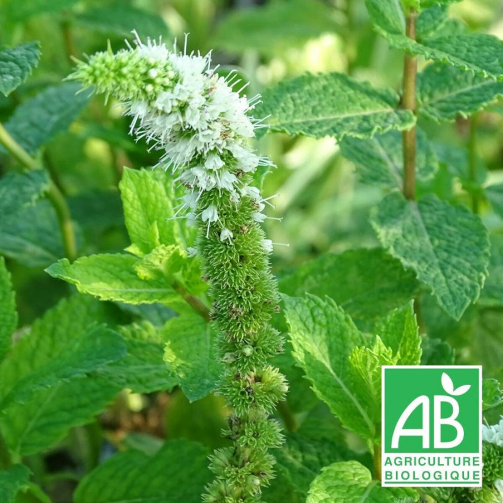 Menthe espagnole - sans traitement godet - 5/20 cm
