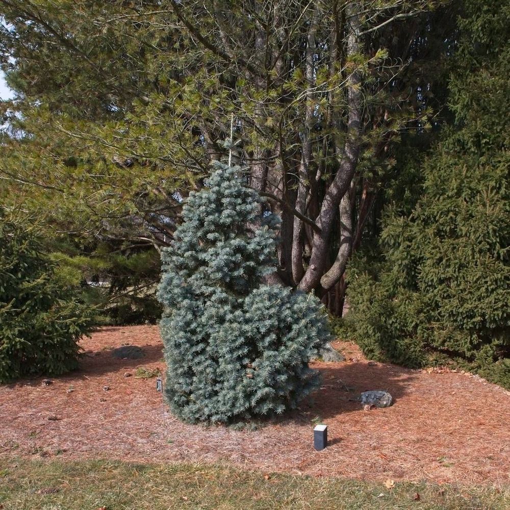 Sapin de nordmann, abies nordmanniana pot de 20l - 100/125