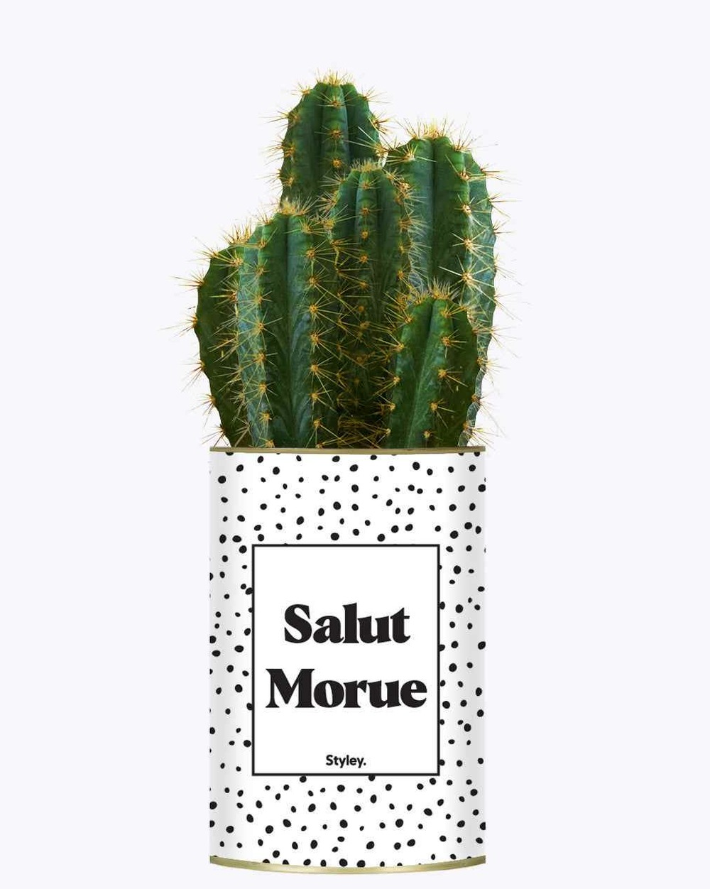 Plante facile à entretenir - salut morue - cactus