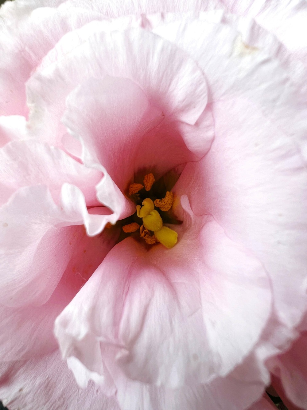 Sachet de graines de campanule double variée - sachet de 0,8 gramme - petite entreprise française