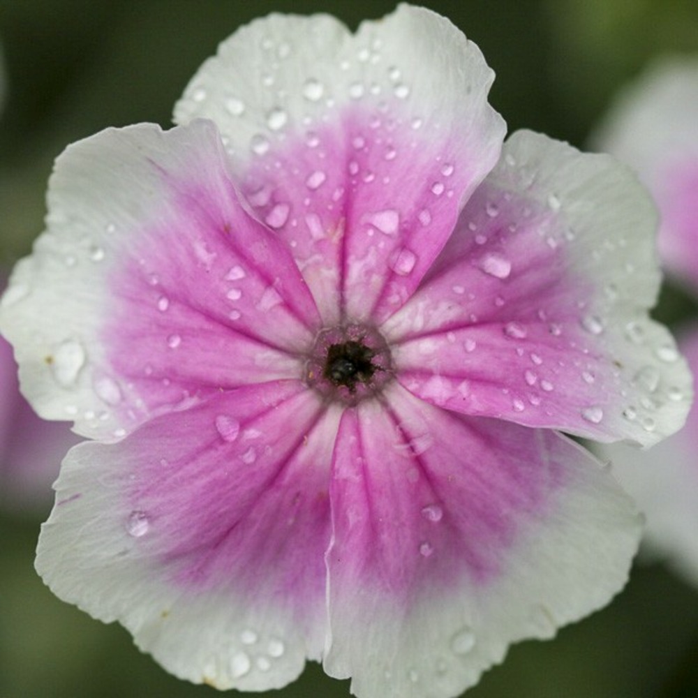 Coquelourde des jardins 'oculata angel's blush' godet de 8/9 cm