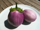 Sachet de graines de aubergine ronde blanc strié de rose - sachet de 1 gramme - petite entreprise française