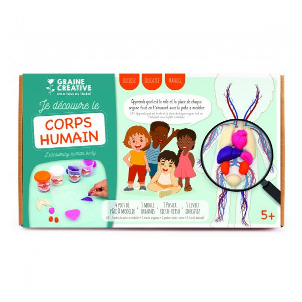 Kit moulage educatif anatomie 320 x 186 x 90 mm