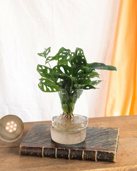 Monstera vase et socle led