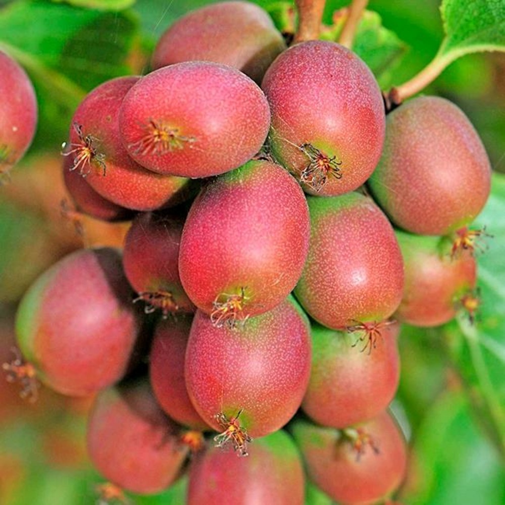 Kiwaï femelle 'ananasnaya' - actinidia arguta 3l - 60/90cm