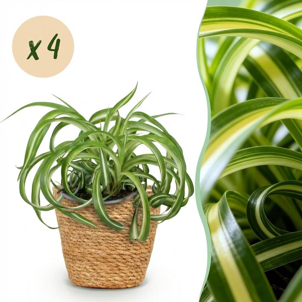 Chlorophytum comosum bonnie - pet-friendly - pot de 12cm - hauteur 20cm - plantes d'intérieur