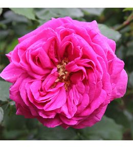 Rosier ancien bourbon 'madame isaac pereire' pot de 4l/5l