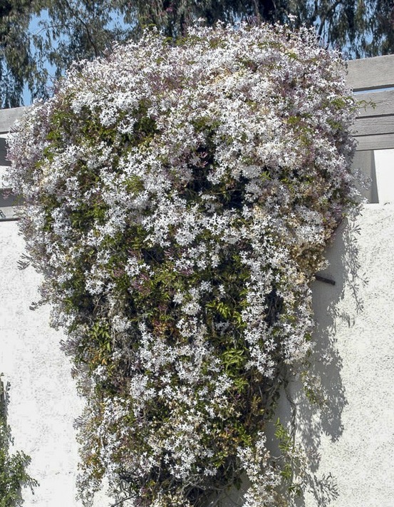 Jasmin rosé d'hiver pot de 2l/3l