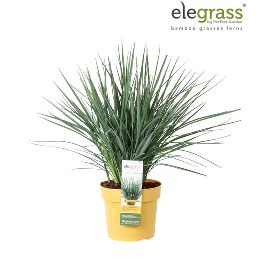 Dianella coolvista - dianella revoluta coolvista pot 19cm