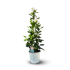 Dipladenia pyramide - plante fleurie - ↕ 70-80 cm - ⌀ 17 cm - plante d'intérieur & extérieur - fleur blanche