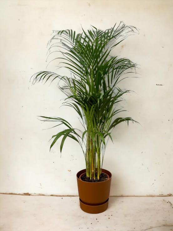 Grand palmier areca et son pot - hauteur 85cm