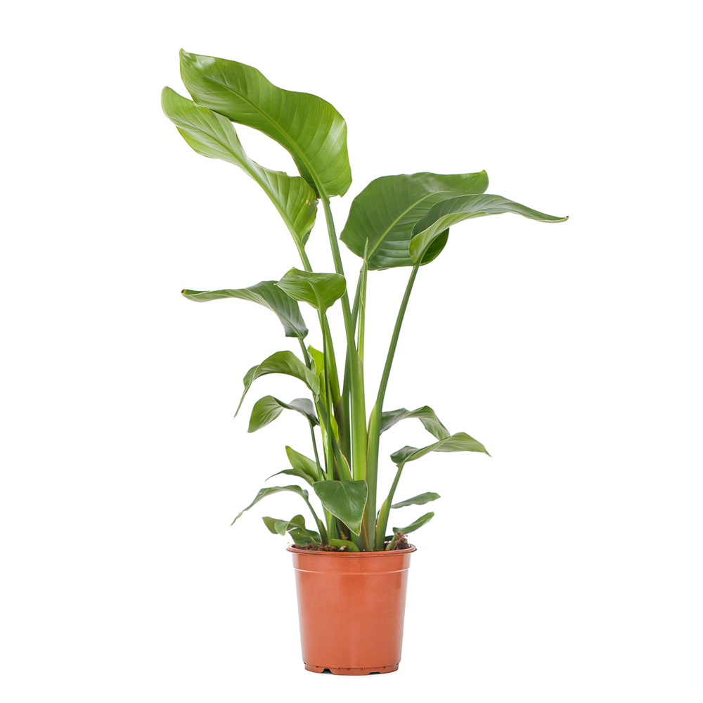 Strelitzia nicolai - plante oiseau de paradis - fleurs de paradis - pot 21 cm - hauteur 90-110 cm