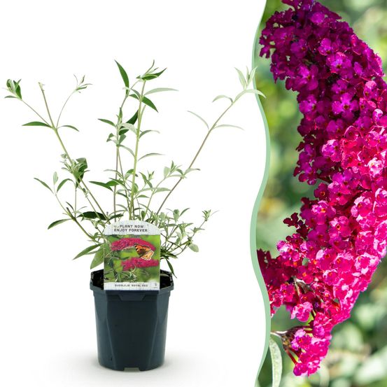 Arbre aux papillons 'royal red' - pot 17 cm - hauteur 25 cm - plante d'extérieur