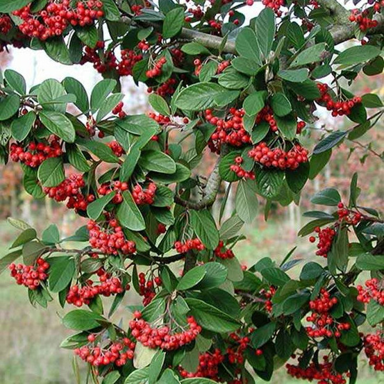 Cotoneaster lacteus - le pot / 8cm, vendu par lot de 6