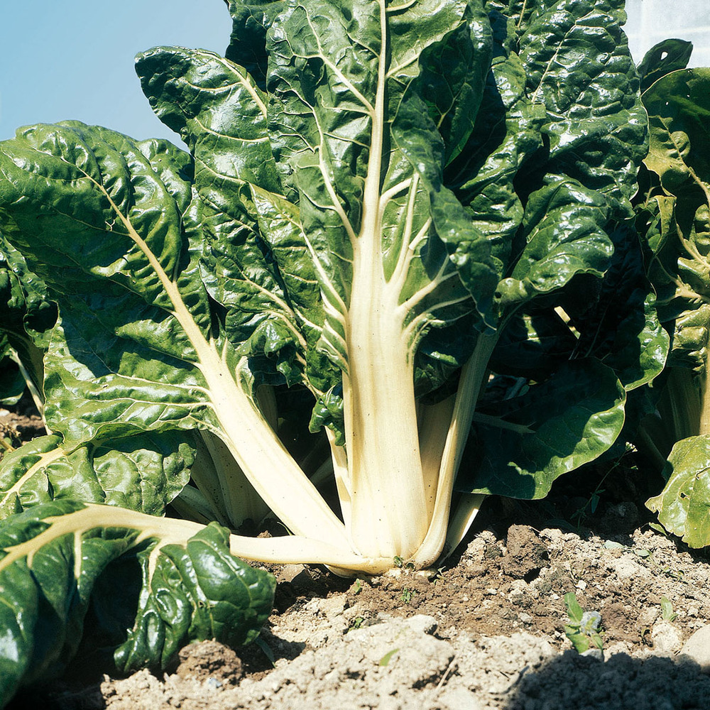 Bette à carde 'verte à carde blanche 3' mini-motte ø 1,5/2,5 cm, livré en hauteur de 5 à 10 cm (par 5)
