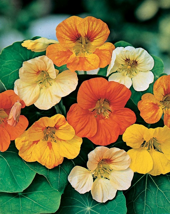 Capucine naine tom pouce - 4 g