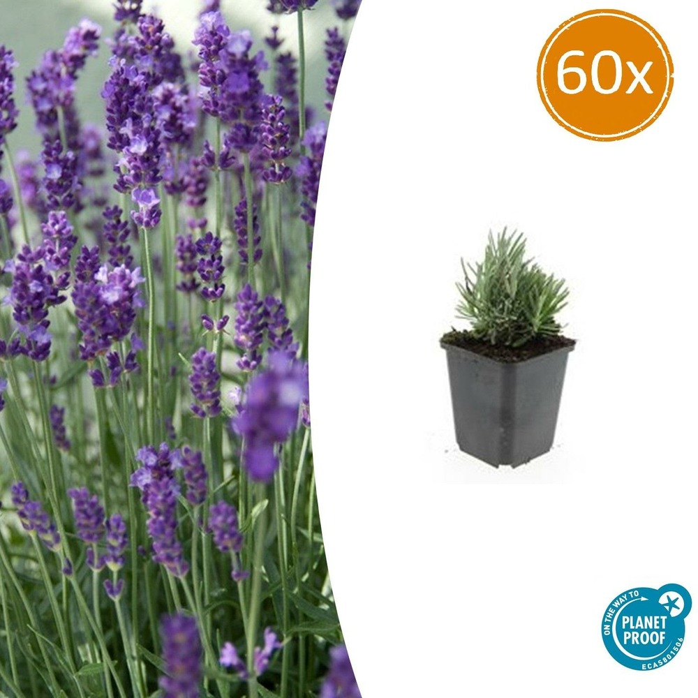 Lavande angustifolia 'dwarf blue' x60 – entre 3,75 et 5m2