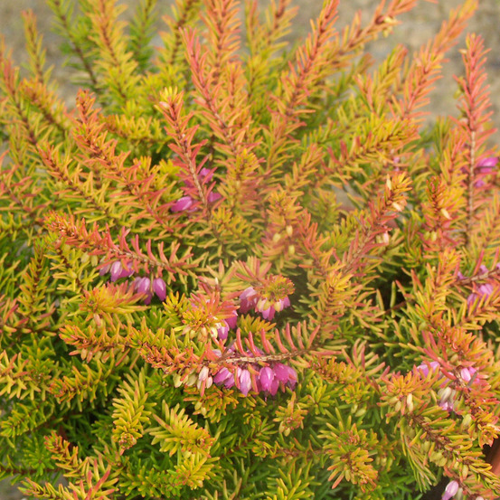 Erica darleyensis marie helen - bruyère d'hiver pot de 1l/1,5l